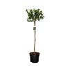 Ilex aq. 'Alaska' Pot 10 liter Stam 80 cm