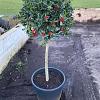 Ilex aq. 'J.C. van Tol' Pot 70 Liter Stam 80 cm