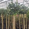 Ilex aq. 'J.C. van Tol' Pot 25 liter Stam 160 cm