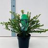 Ilex crenata 'Convexa' Pot 2 liter 25-30cm