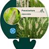 Pennisetum alopecuroides Pot 9 cm