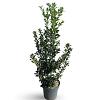 Ilex meserv. Heckenfee Pot 12 liter 80 - 100 cm