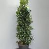 Ilex meserv. Heckenfee Pot 18 liter 100 - 125 cm