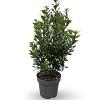 Ilex meserv. 'Heckenpracht' Pot 12 liter 100 - 125 cm