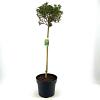 Ilex meserv. Little Rascal Pot 10 liter Stam 80 cm