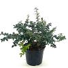 Ilex pernyi 'Compacta' Pot 3 Liter 30 - 40 cm