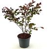 Lagerstroemia i. 'Red Imperator' Pot 2 Liter30 - 40 cm