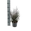 Leptospermum scop. 'Winter Cheer' Pot 2 liter 25-30cm
