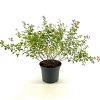 Lespedeza bicolor 'Yakushima' Pot 3 Liter 30 - 40 cm