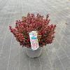 Leucothoe axillaris 'Curly Red' Pot 15 liter 40 - 50 cm