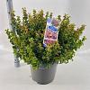Leucothoe axillaris 'Curly Red' Pot 15 liter 40 - 50 cm