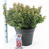 Leucothoe axillaris 'Curly Red' Pot 15 liter 40 - 50 cm