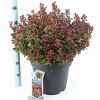 Leucothoe axillaris 'Curly Red' Pot 15 liter 40 - 50 cm