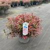 Leucothoe keiskei Burning Love Pot 15 liter 40 - 50 cm