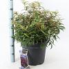 Leucothoe keiskei Burning Love Pot 15 liter 40 - 50 cm