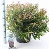 Leucothoe keiskei Burning Love Pot 15 liter 40 - 50 cm
