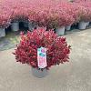Leucothoe Scarletta Pot 15 liter 40 - 50 cm