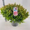 Leucothoe Scarletta Pot 15 liter 40 - 50 cm