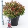 Leucothoe Scarletta Pot 15 liter 40 - 50 cm