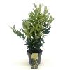 Ligustrum lucidum Pot 2 Liter30 - 40 cm
