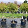 Ligustrum ovalifolium Pot 70 Liter Stam 80 cm