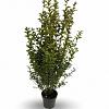 Ligustrum oval. 'Aureum' Pot 12 liter 100 - 125 cm