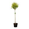 Ligustrum oval. 'Aureum' Pot 10 liter Stam 80 cm