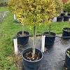 Ligustrum oval. 'Aureum' Pot 70 Liter Stam 80 cm