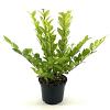 Ligustrum 'Vicaryi' Pot 2 Liter30 - 40 cm