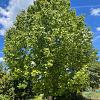 Liriodendron tulipifera Pot 110 liter 300 - 350 CM