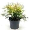 Lonicera nit. 'Baggesen's Gold' Pot 2 liter 25-30cm