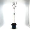 Magnolia kobus Pot 10 liter Stam 80 cm