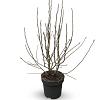 Magnolia stellata Pot 12 liter 80 - 100 cm