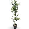 Malus 'Evereste' Pot 18 liter 200 - 250 cm