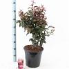 Malus 'Veitch's Scarlet' Pot 10 liter 100 - 125 cm