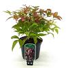 Nandina domestica Blush Pink Pot 2 liter 25-30cm