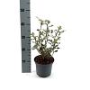 Olearia macrodonta Pot 2 liter 25-30cm