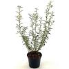 Olearia scilloniensis Pot 2 Liter30 - 40 cm