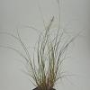 Pennisetum al. 'Hameln' Pot 9 cm