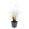 Pennisetum al. 'Hameln' Pot 9 cm