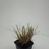 Pennisetum al. 'Hameln' Pot 9 cm