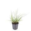 Pennisetum al. 'Hameln' Pot 9 cm