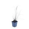 Pennisetum al. 'Hameln' Pot 9 cm