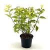 Philadelphus cor. 'Aureus' Pot 3 Liter 30 - 40 cm