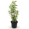 Philadelphus 'Minnesota Snowflake' Pot 3 Liter 40 - 50 cm
