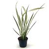 Phormium 'Apricot Queen' Pot 2 Liter30 - 40 cm