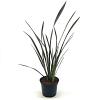 Phormium 'Bronze Baby' Pot 2 Liter30 - 40 cm