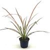 Phormium 'Duet' Pot 2 Liter30 - 40 cm