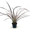 Phormium 'Evening Glow' Pot 2 Liter30 - 40 cm
