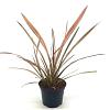 Phormium 'Flamingo' Pot 2 Liter30 - 40 cm